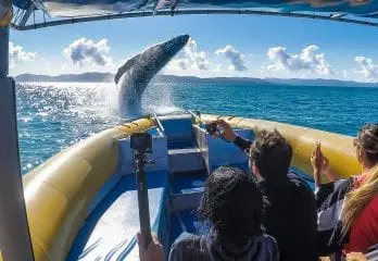humpback whale