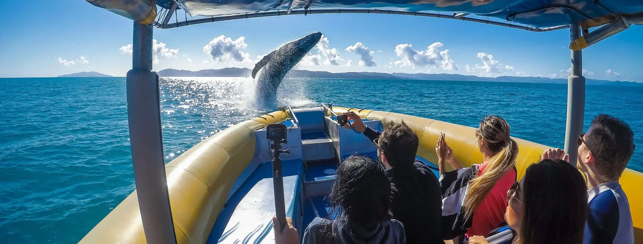 humpback whale