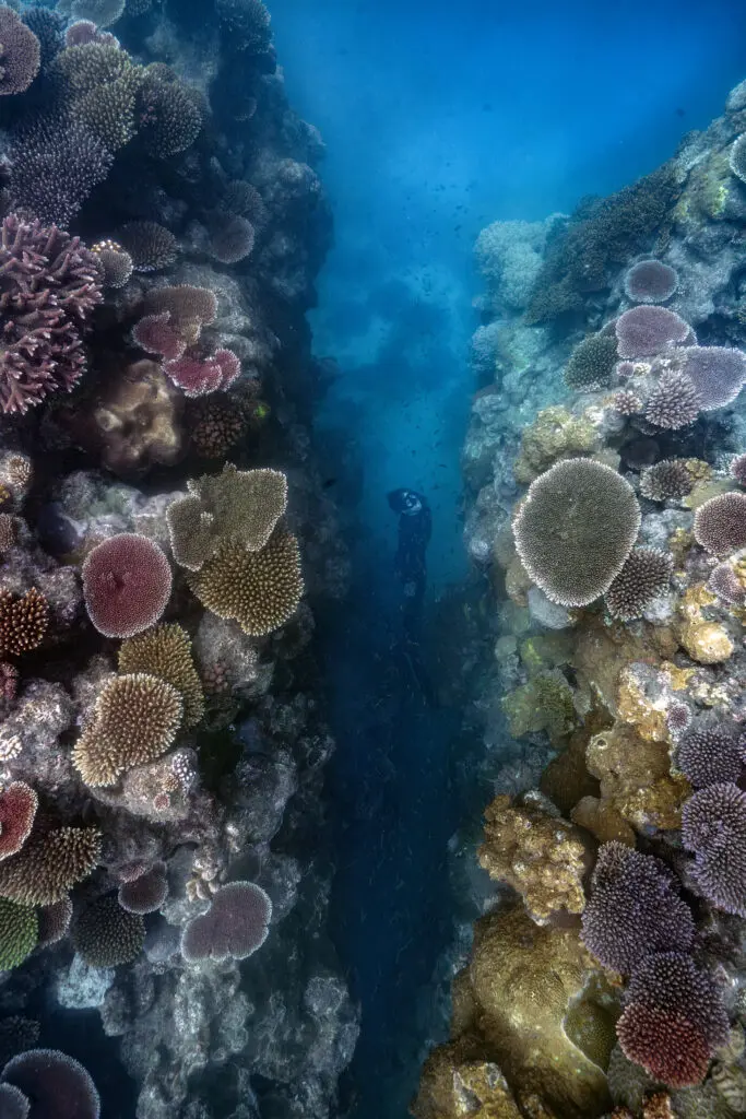 Reef