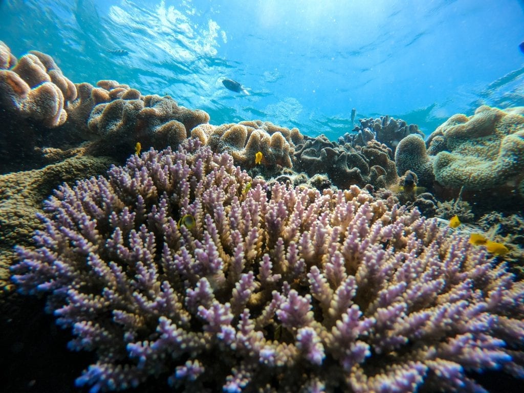 What is Coral? - Ocean Rafting Website