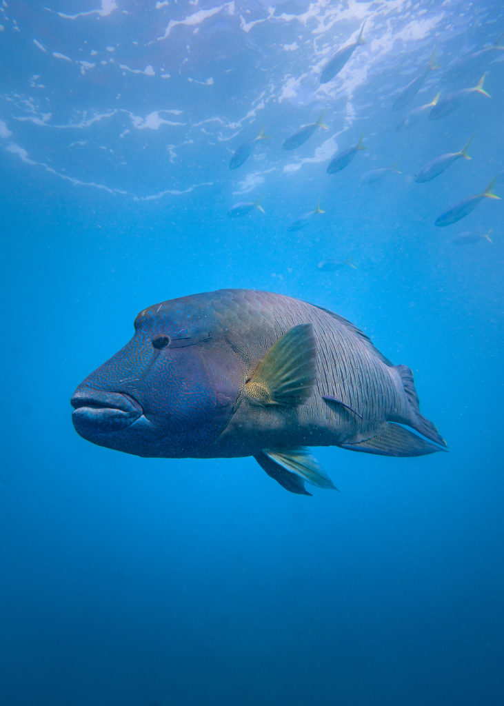 11.05.21 - Humpheaded Maori Wrasse - Ocean Rafting Website