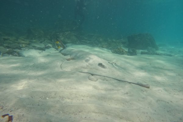 A Shovelnose Ray in the bottom of the sea