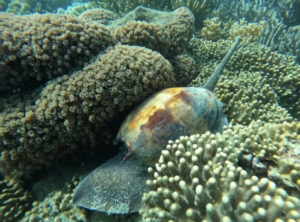 Coral reefs Triton Snail