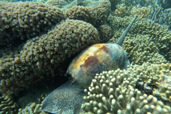 Coral reefs Triton Snail