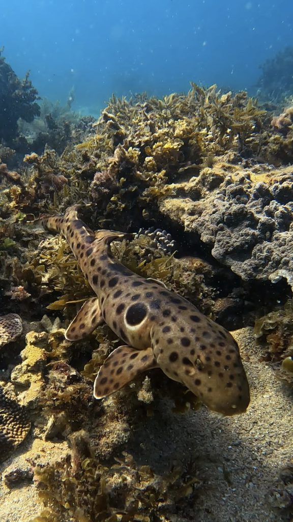 15 Amazing Facts About Coral Reefs