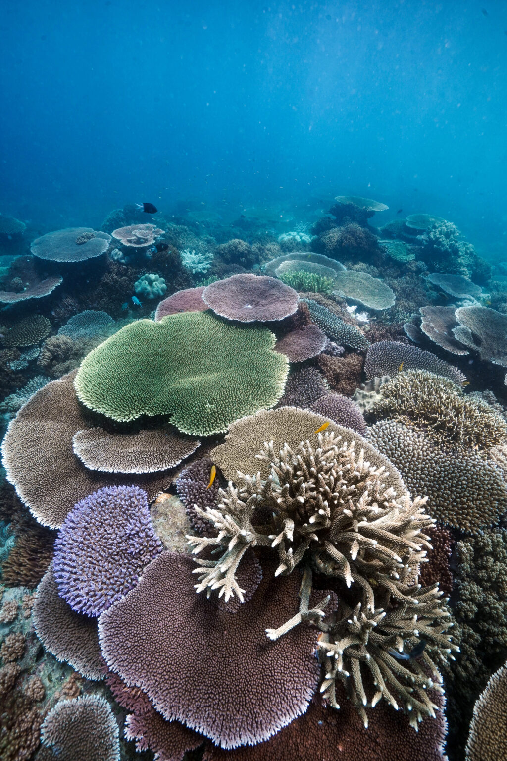 12.12.23 - Coral Reefs - Ocean Rafting Website