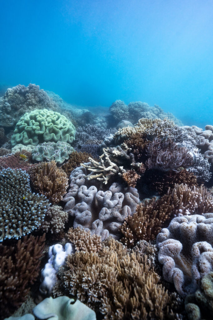 12.12.23 - Coral Reefs - Ocean Rafting Website